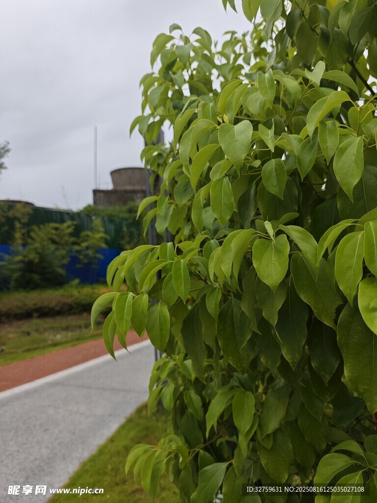 路邊翠綠繁茂的綠植