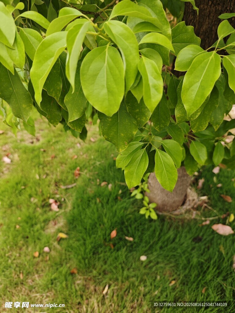 綠葉繁茂的樹(shù)木