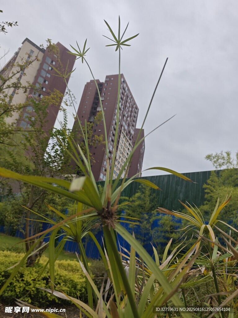 城市中的綠植與高樓景觀