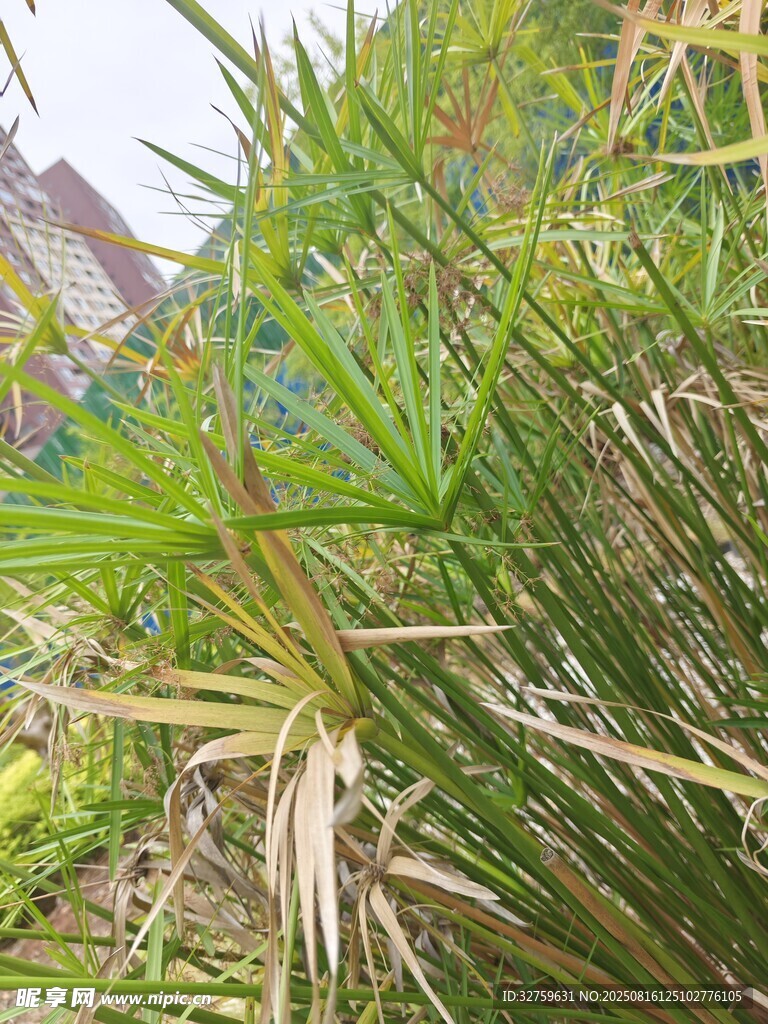 翠綠叢生的竹子植物景觀