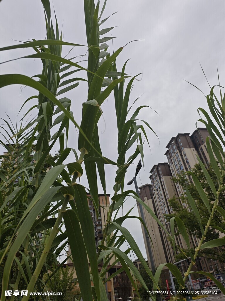 玉米植株特寫
