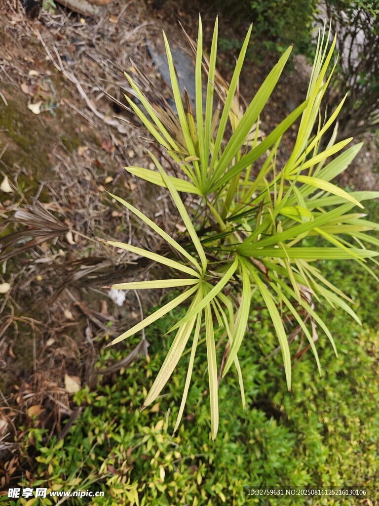 巖石旁的翠綠龍舌蘭植物