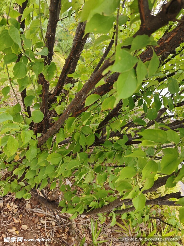綠葉繁茂的樹(shù)枝景象