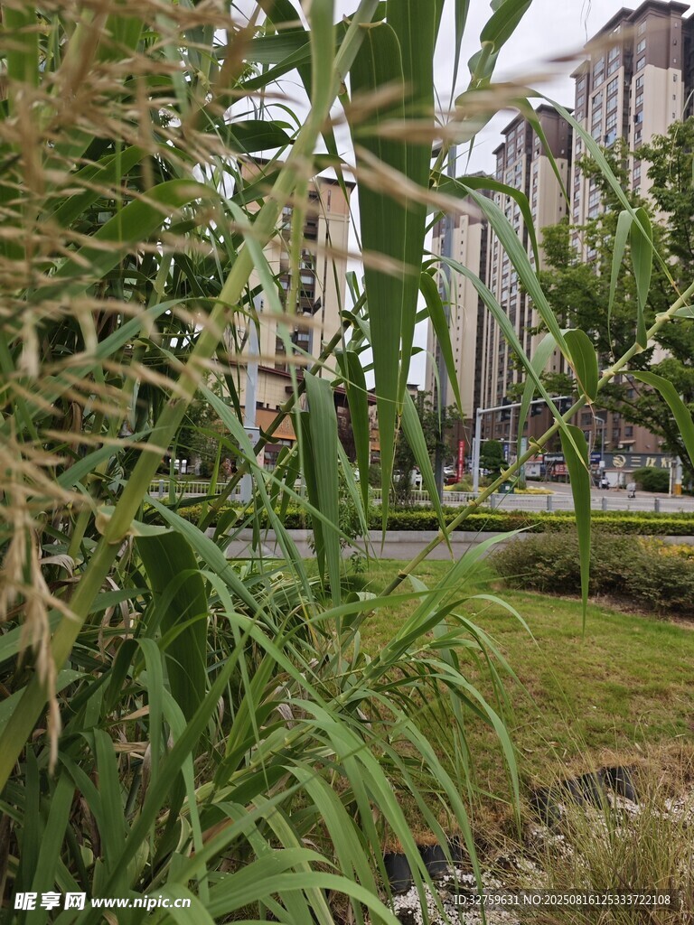 城市中的綠植景觀