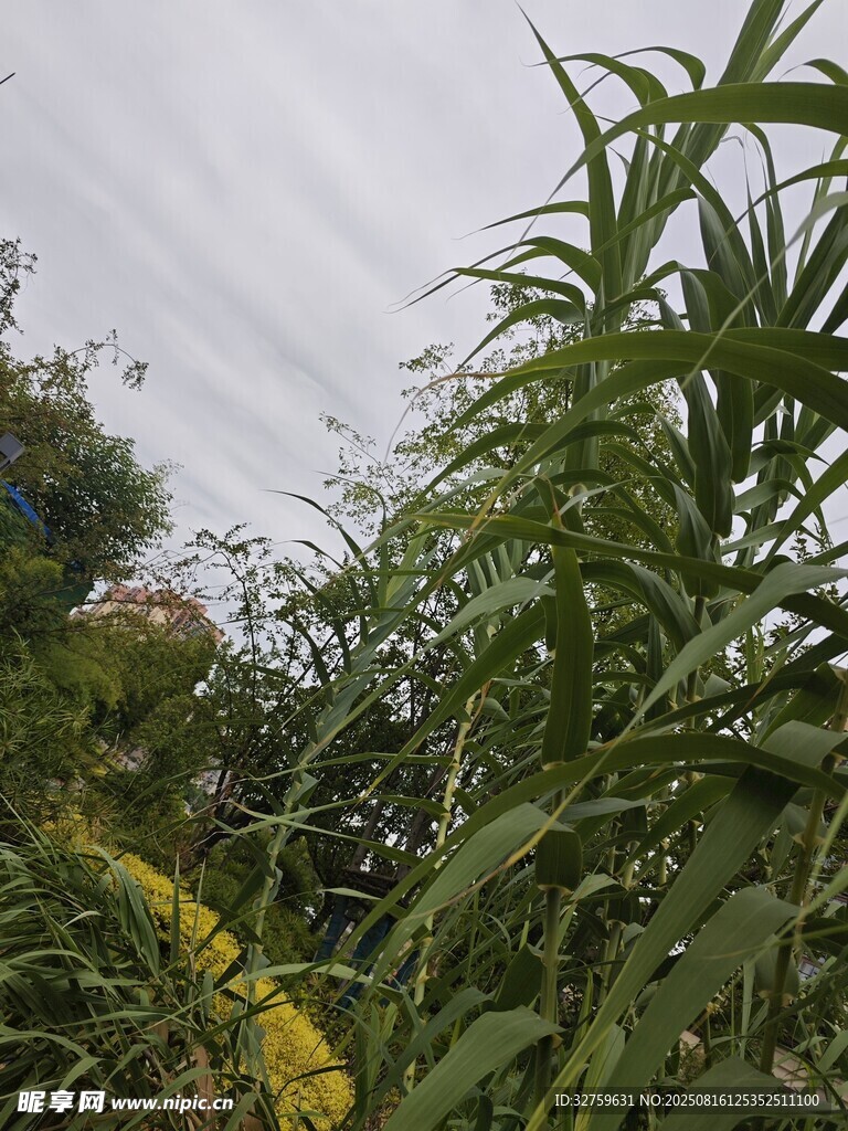 繁茂綠植