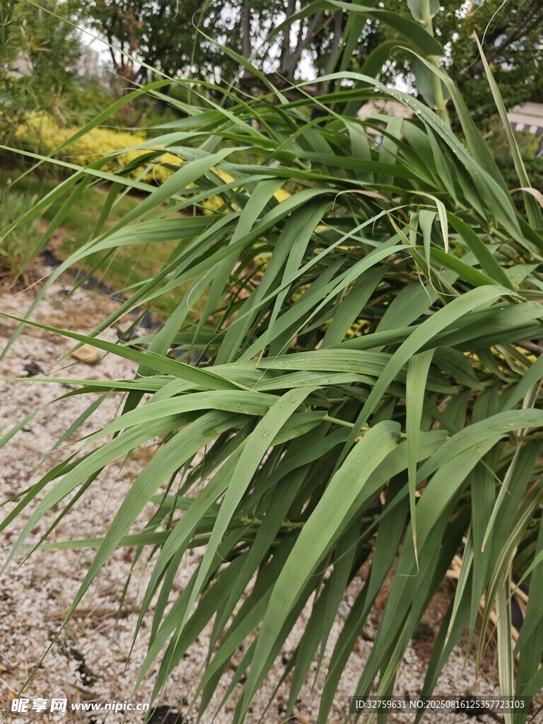 翠綠劍形葉片植物特寫