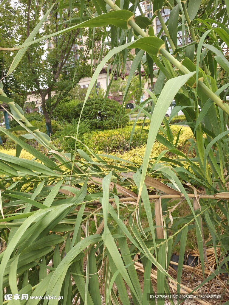 茂密綠植景觀