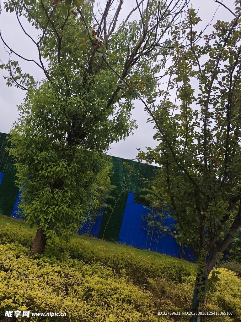 戶外綠樹(shù)與藍(lán)墻景觀