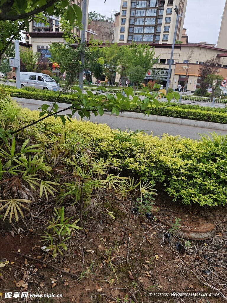 城市街邊綠植景觀