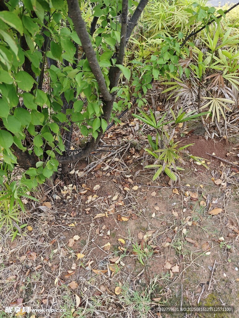 樹下綠植景觀