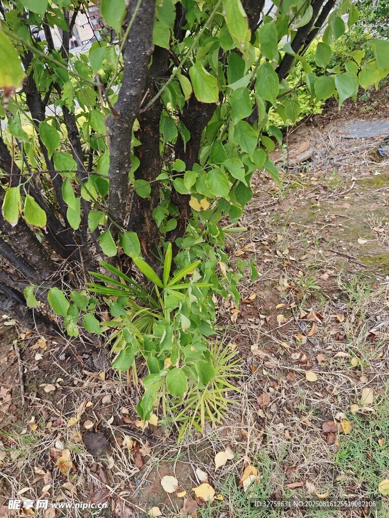 藤蔓植物扎根于地面