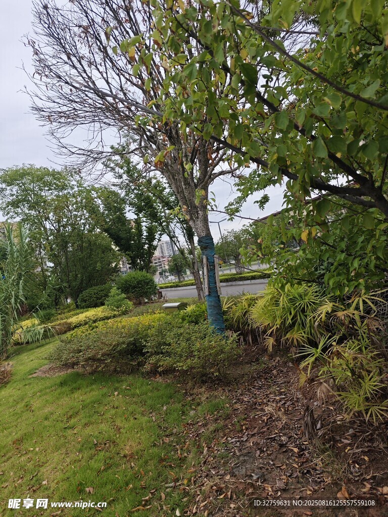 戶外綠意盎然的自然景致