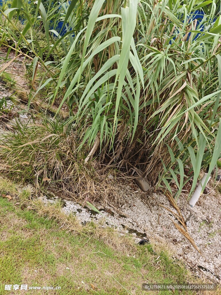 岸邊生長的茂盛綠色植物