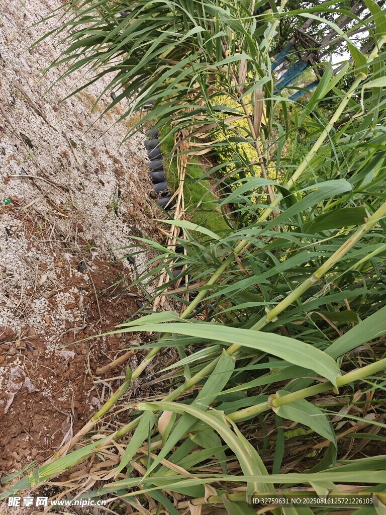 巖石旁的翠綠植物