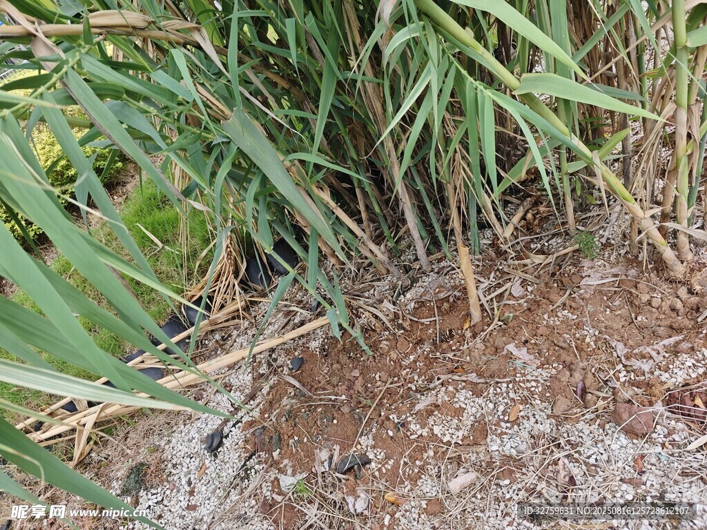 農(nóng)田邊的綠色植物與泥土