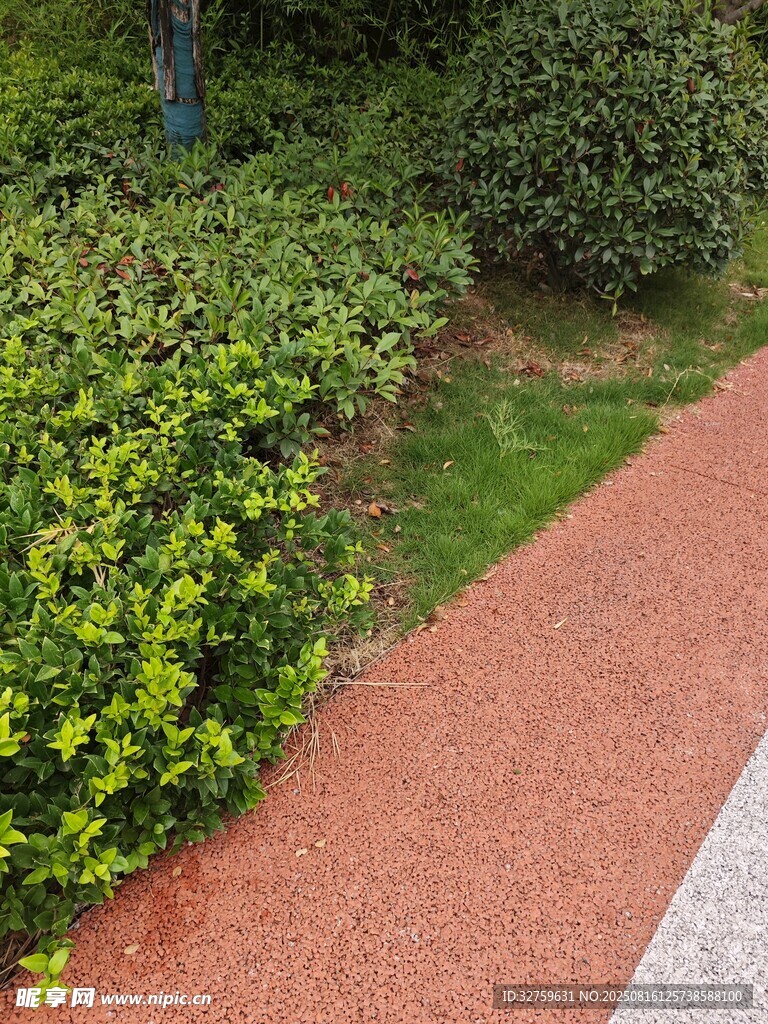 公園中的彩色步道與綠植