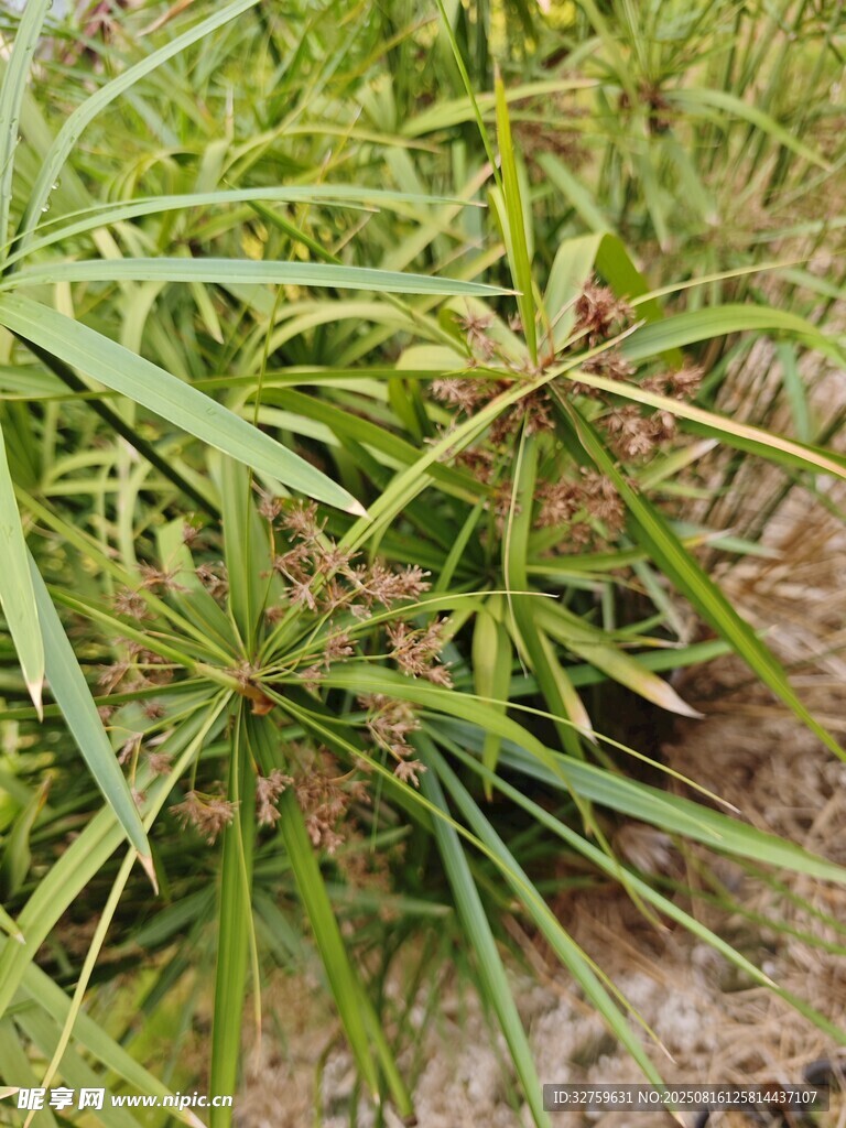 翠綠叢生的帶刺植物