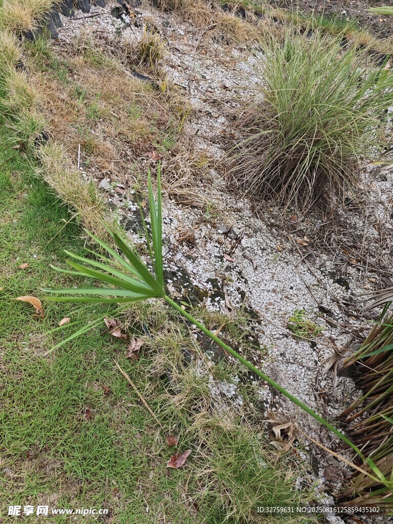 戶外草地與植物景觀