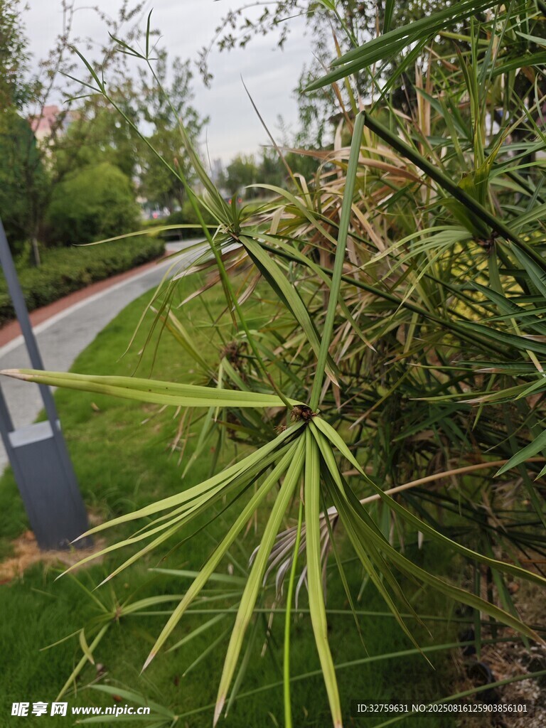 路邊綠植特寫
