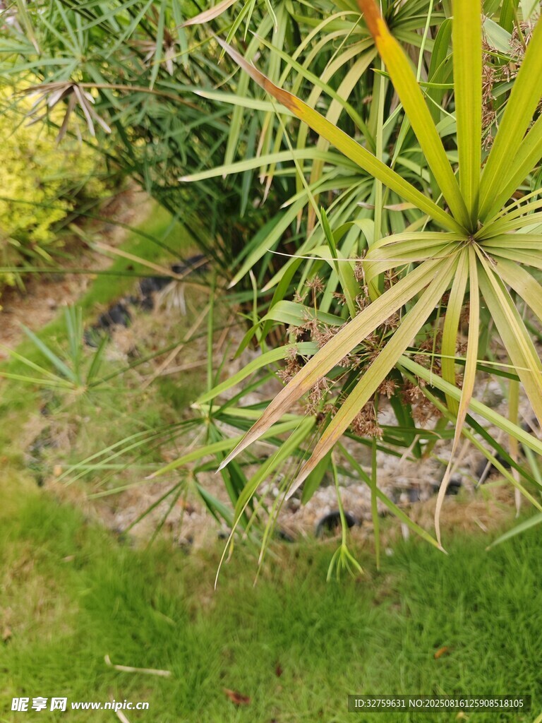 庭院綠植景觀一角