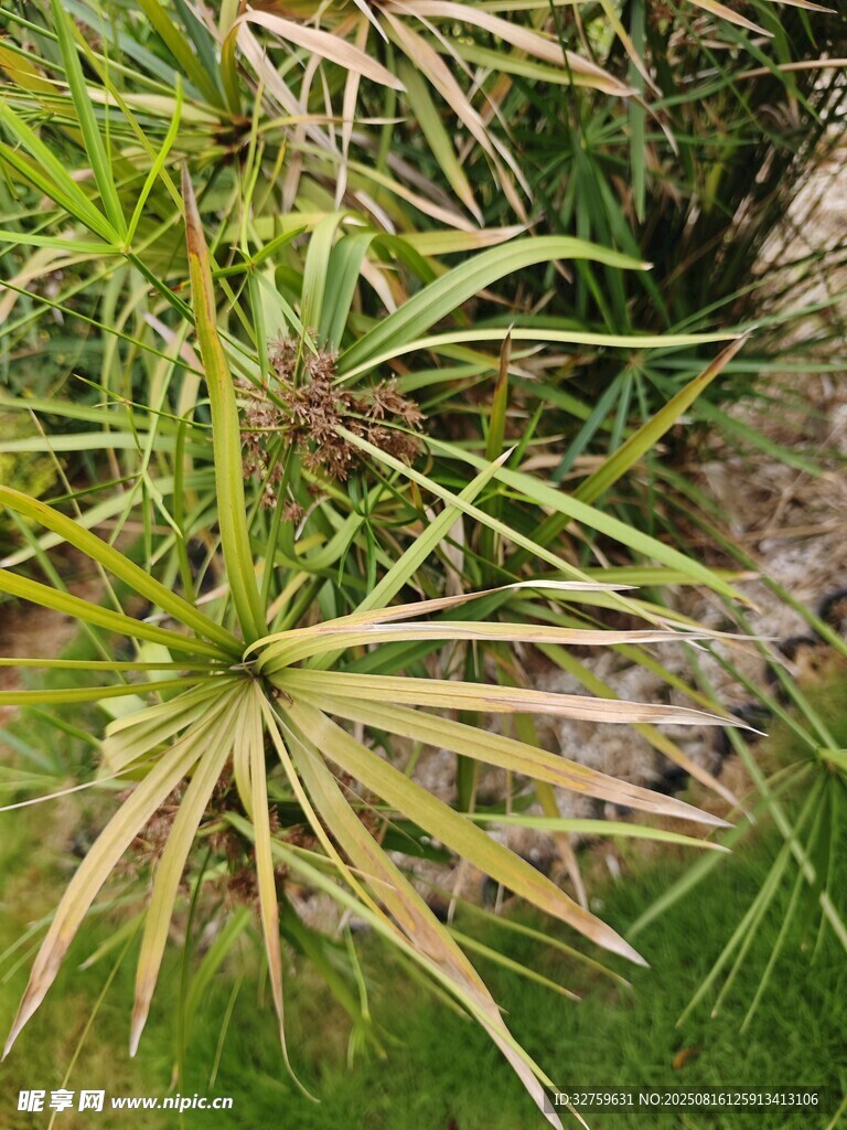 枯黃葉片的綠植景觀