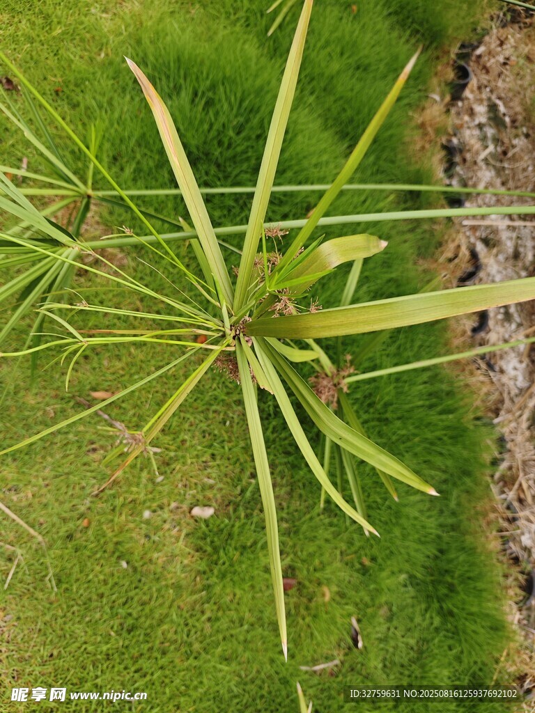 綠色植物特寫(xiě)