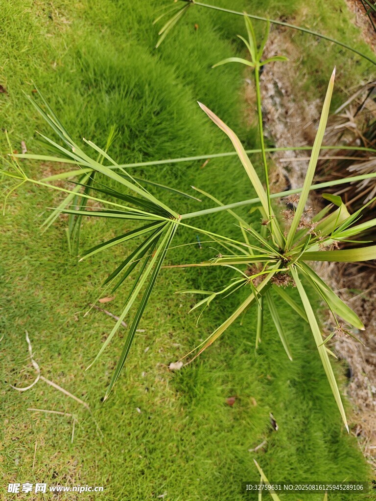 翠綠植物特寫