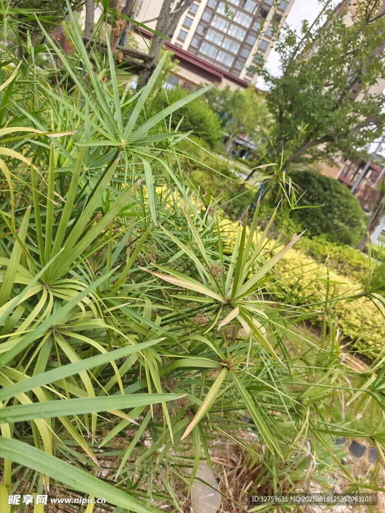 庭院中的蔥郁綠植