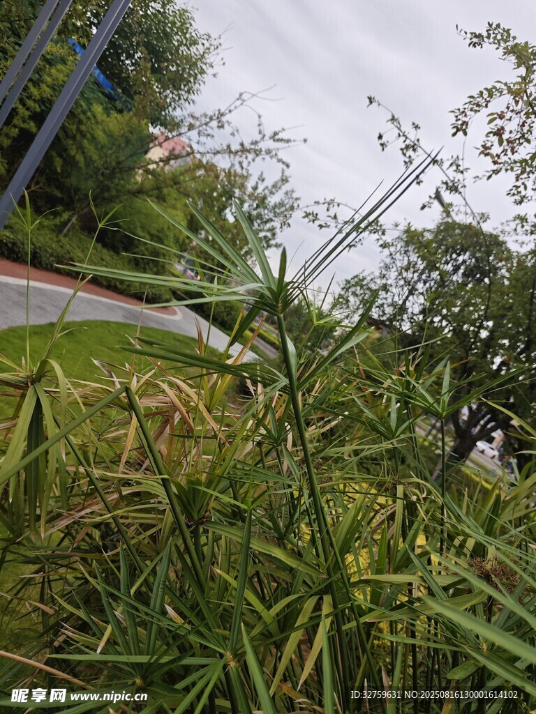 路邊生長的綠色野草