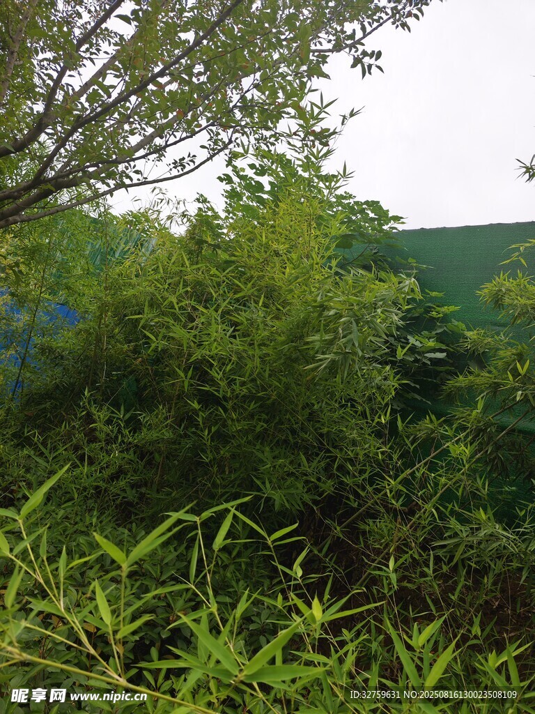 綠意盎然的自然植物景觀