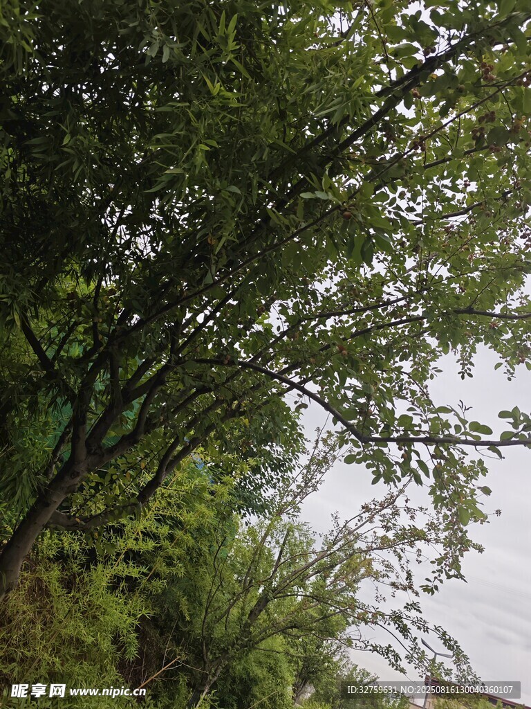 繁茂綠樹與朦朧天空之景
