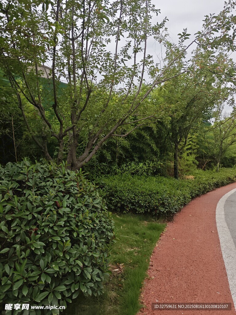 公園蜿蜒小徑與綠植景觀