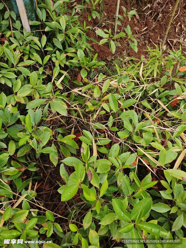 嫩綠繁茂的地面植物景觀