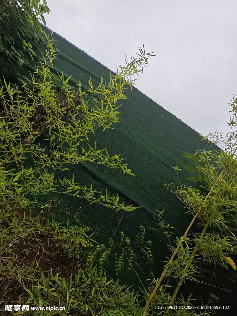 綠色建筑旁的繁茂植物