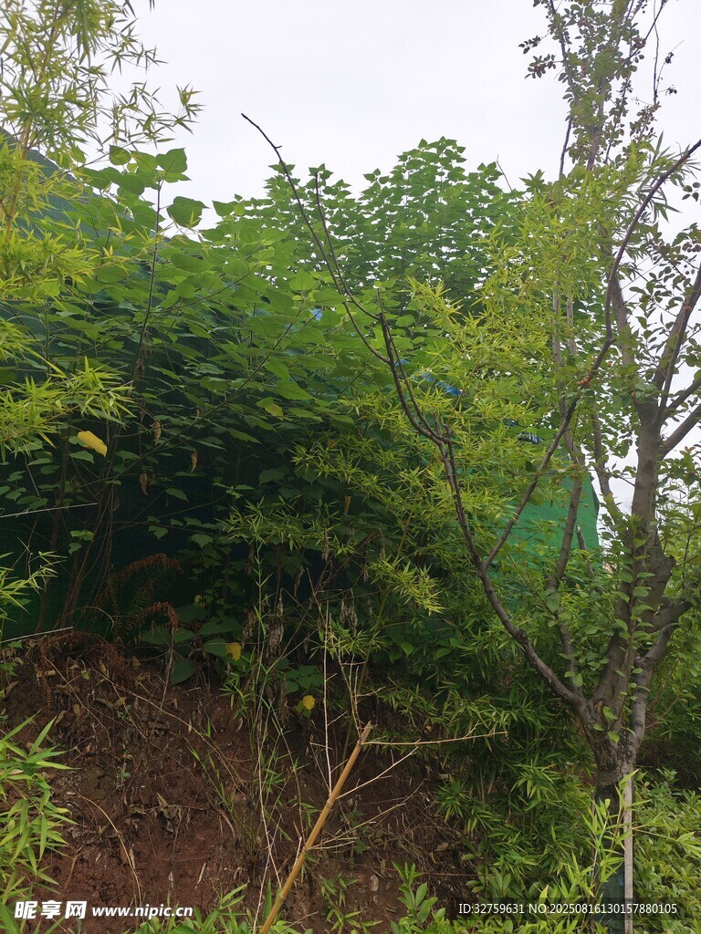 茂密蔥郁的樹林景觀