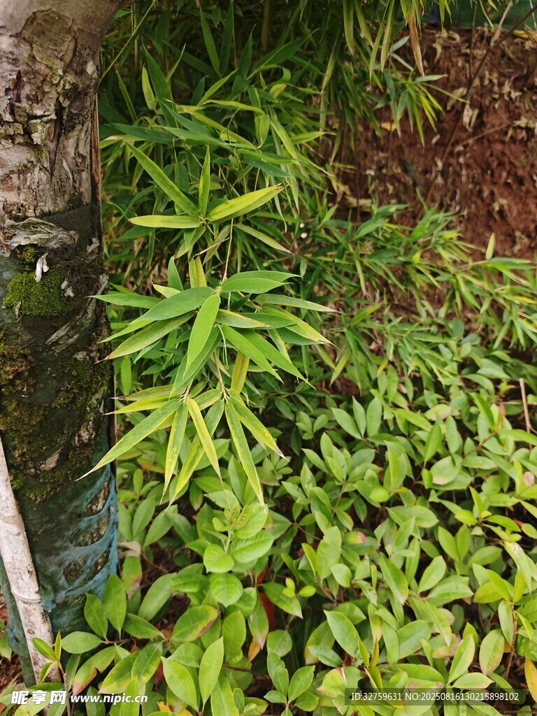翠綠植物環(huán)繞的自然景象