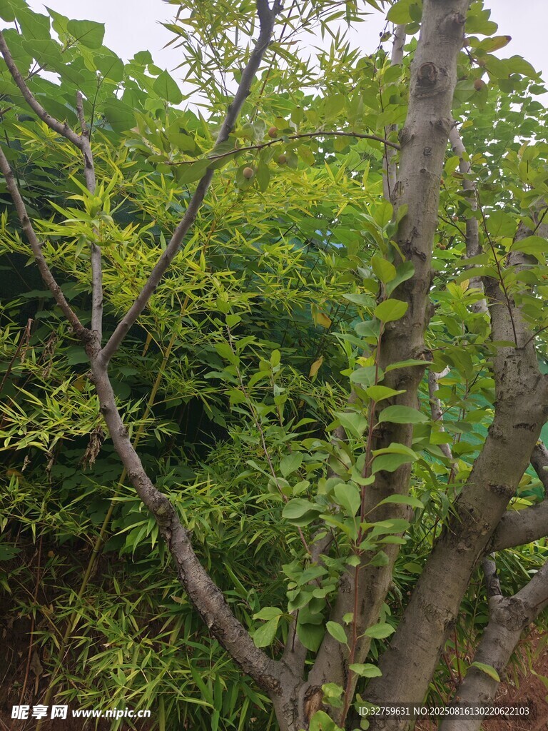 綠葉繁茂的樹木景觀