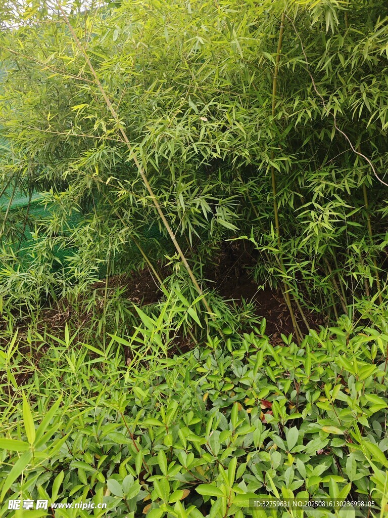 茂密綠植景觀