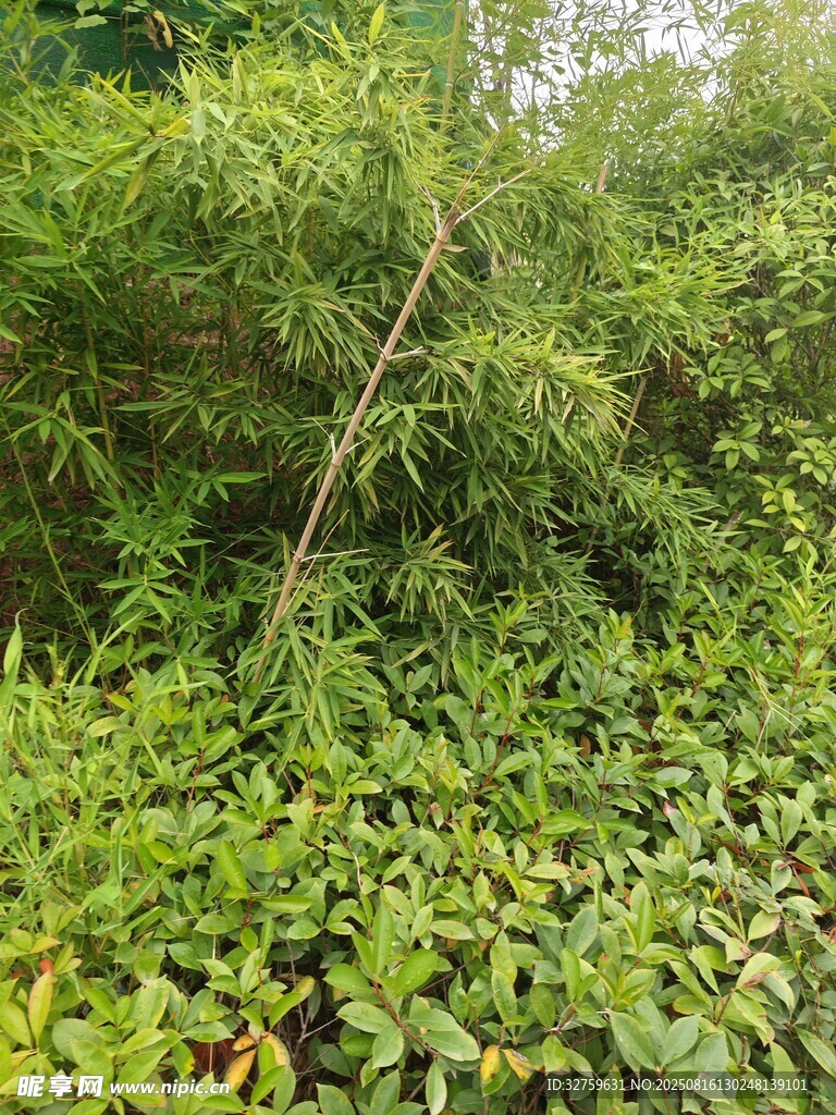 茂密綠植景觀