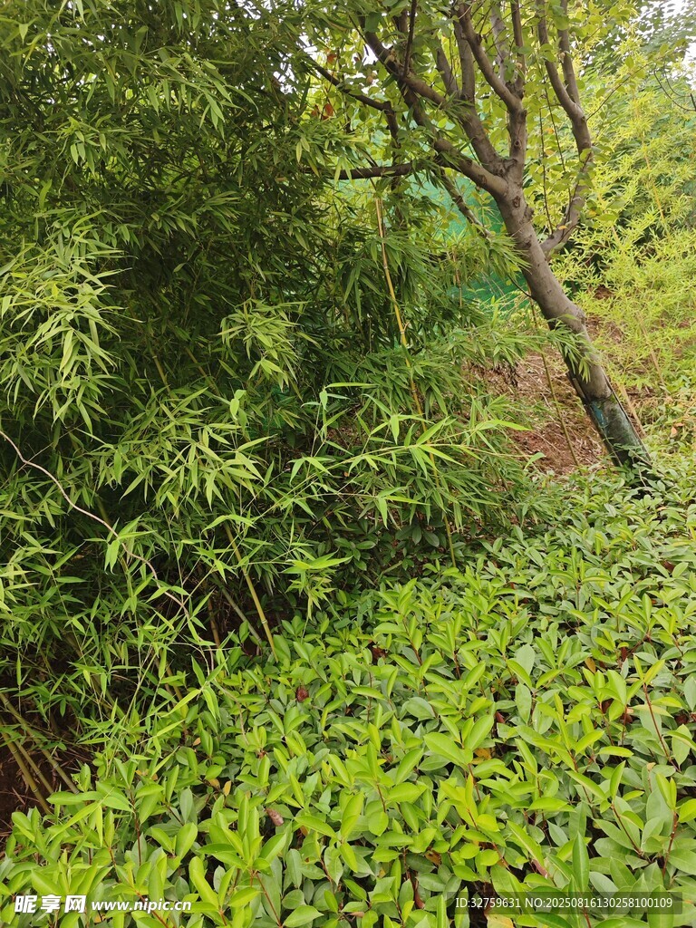綠意盎然的繁茂樹林