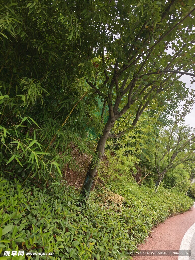 林間蜿蜒的紅色步道