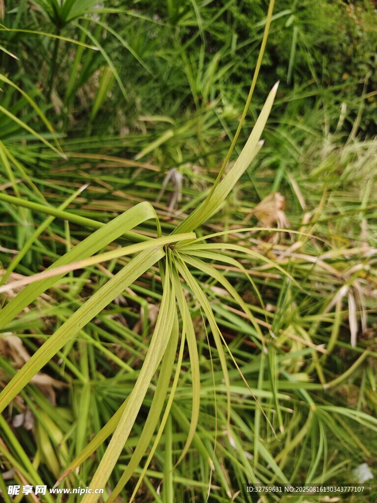 細(xì)長葉片的綠色植物