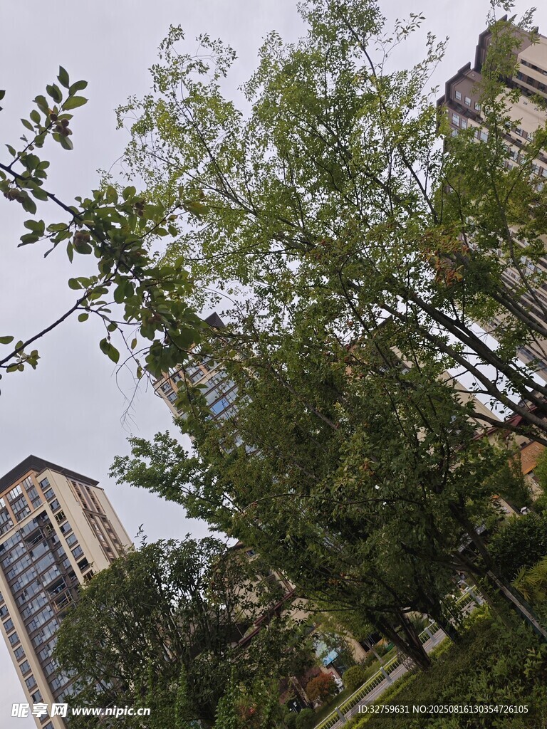 小區(qū)綠植與高樓景致