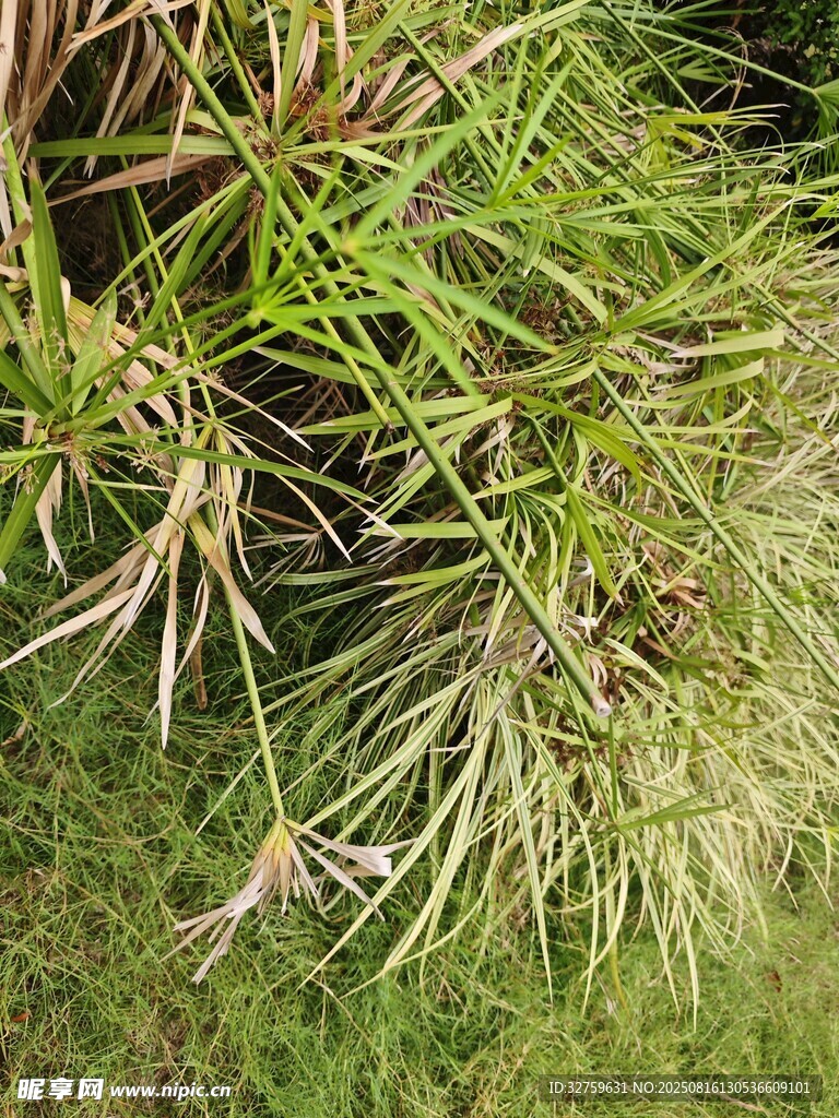 翠綠松針特寫