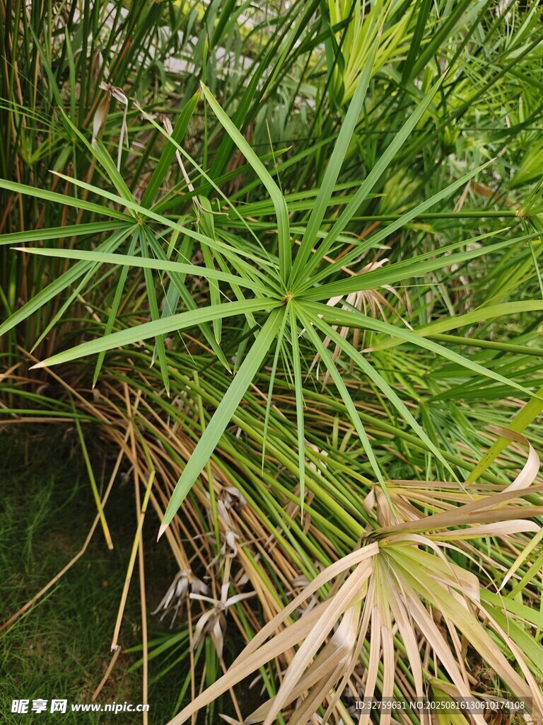 翠綠細(xì)長(zhǎng)的野草特寫(xiě)