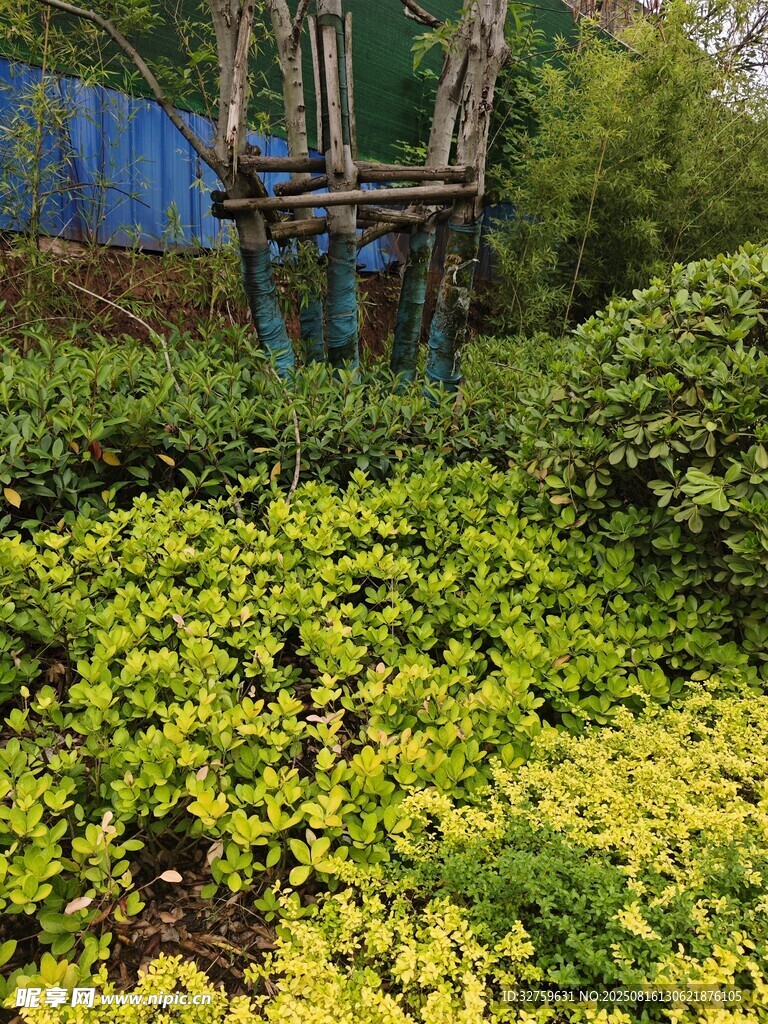 綠植叢中的木質(zhì)結(jié)構(gòu)景觀