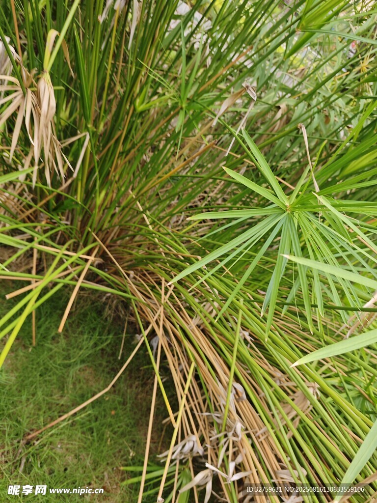茂密叢生的綠色草本植物
