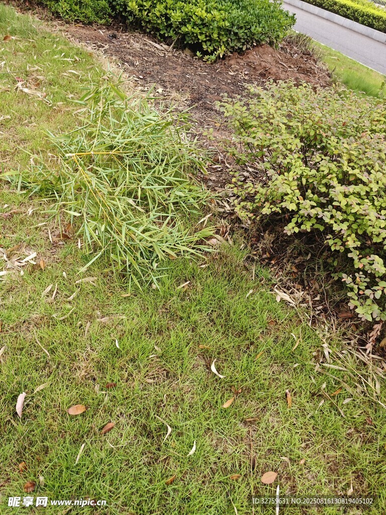 路邊草地與綠植景觀