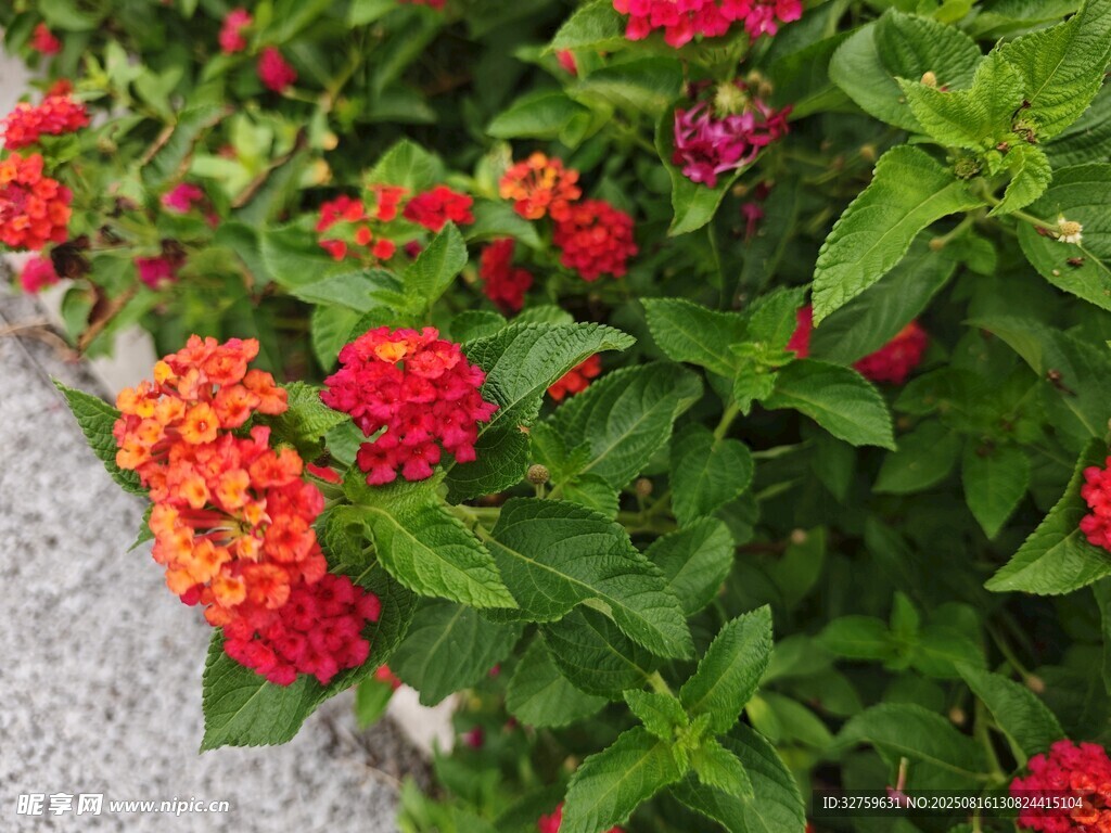 多彩花卉綻放于綠葉間