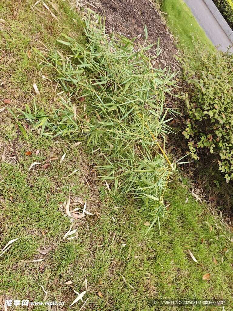 路邊生長的綠色雜草